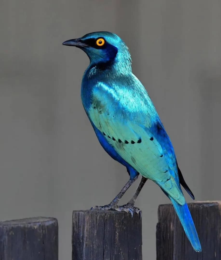 Greater Blue starling