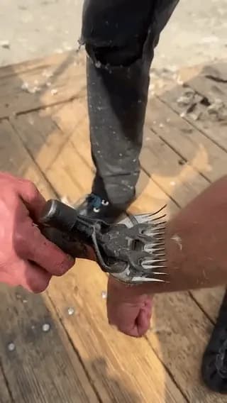 Shearing of sheep