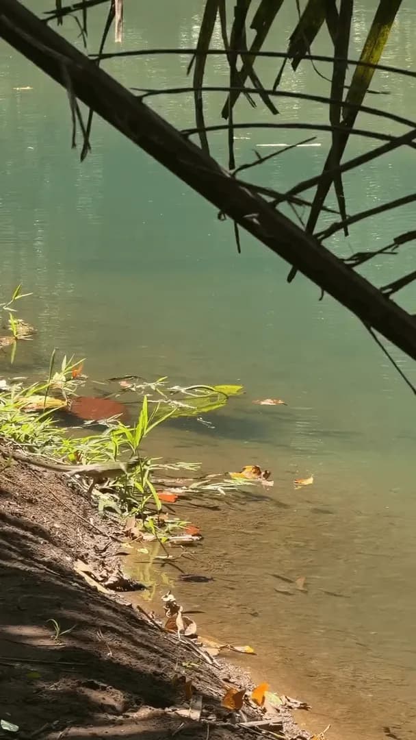 Basilisk Lizard Running on Water