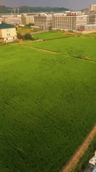 Wind makes it look like velociraptors are moving through this grass