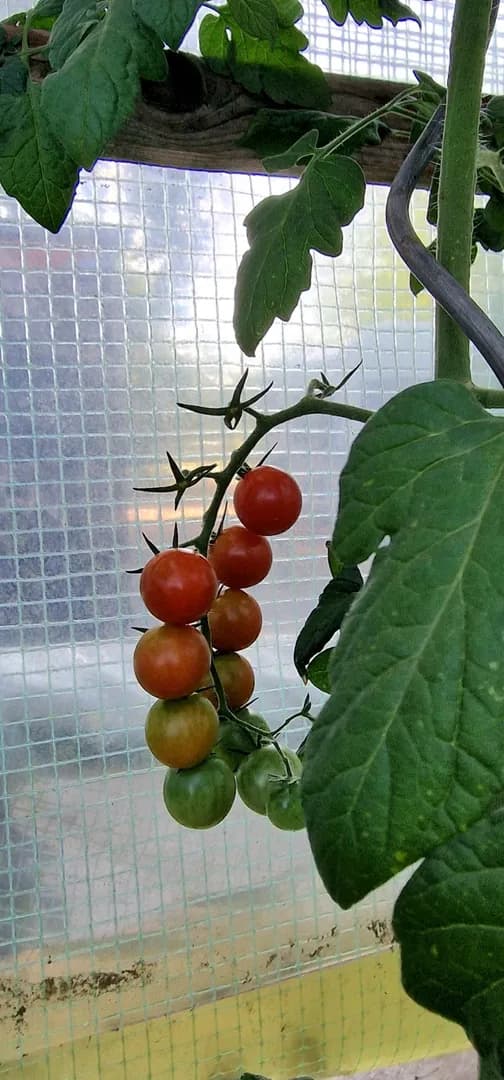Tomatoes in my parents' garden