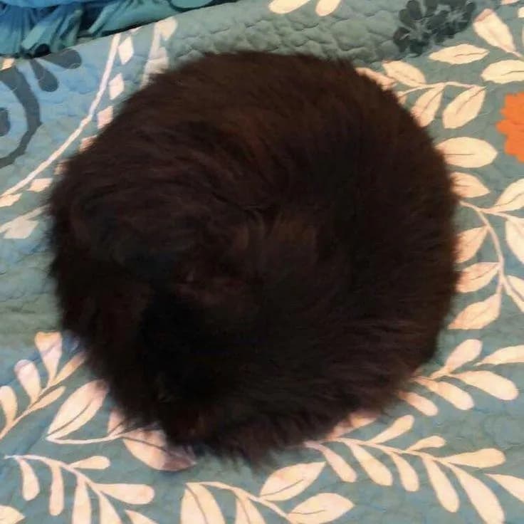 This cat curled into a round circle