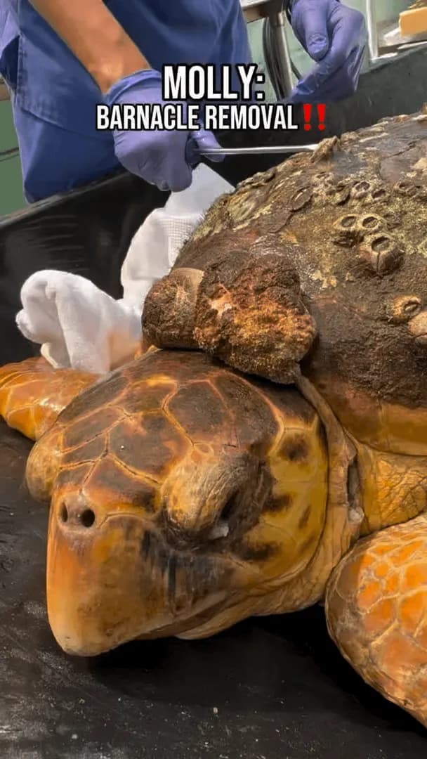 Removing barnacles from Molly, the 170lb loggerhead sea turtle