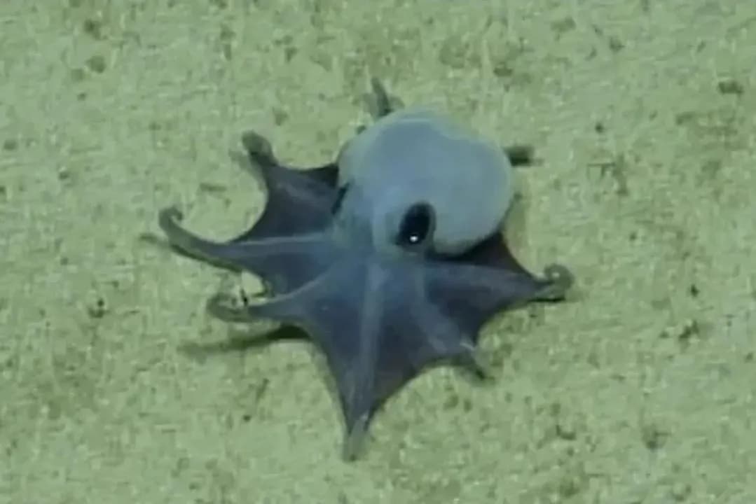 Cute Little Guy’: Scientists Discover a Tiny Blue Species of Octopus by the Galápagos Islands