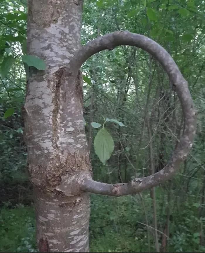 🌳This tree grew a branch back into itself, naturally fusing through Inosculation