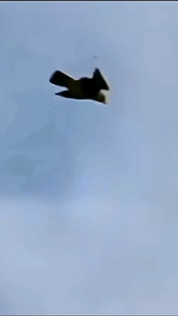 tracking a Peregrine Falcon diving at over 200 mph to strike its prey mid-air.