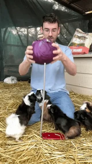 Guinea pigs crunching on a purple cabbage
