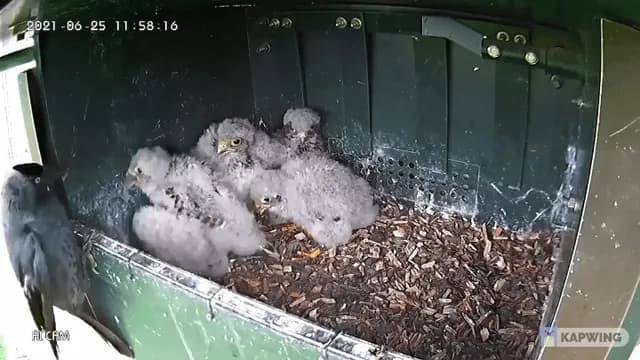 The dramatic reaction of kestrel chicks when their missing sibling suddenly reappears alive