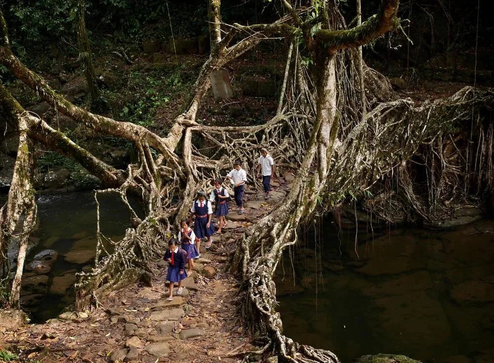 Bridge made out of tree roots in Meghalaya, India