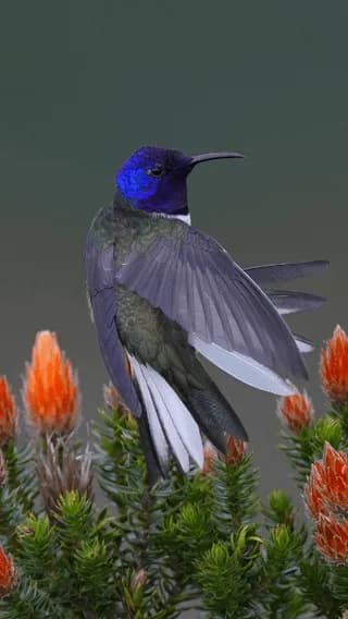 Ecuadorian hillstar