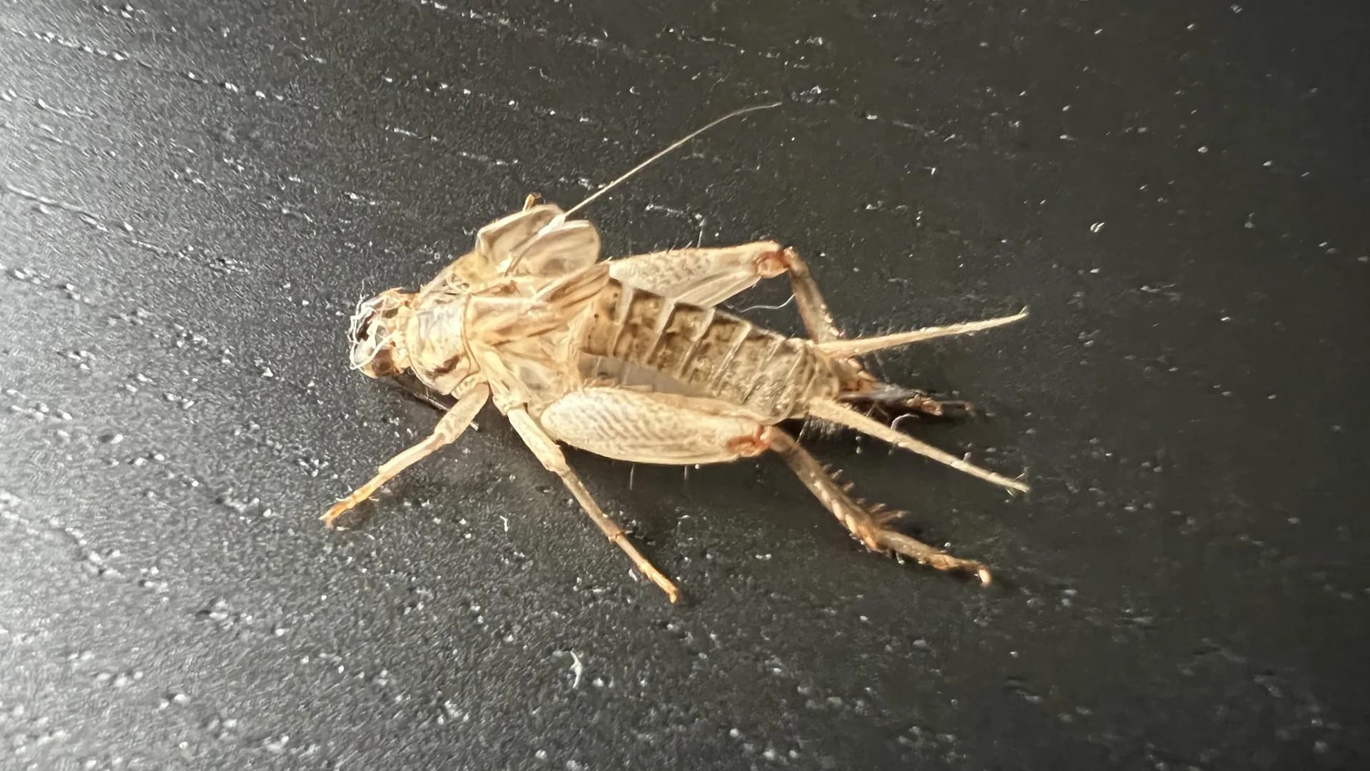 A cricket's exoskeleton