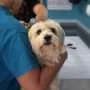 Managing chronic conditions together may be key to longer lifespan, canine study finds