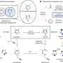 New method swaps single atom in a molecule to speed drug discovery