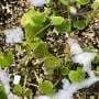 No smartphone, no problem: Plants have their own built-in 'Season-Meter'