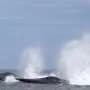 Precise giants: New research reveals how blue whales find food in a vast ocean