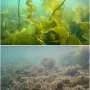 Loss of kelp forests reverberates down to the microbial level