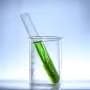 Scientists put algae to work making fuel. AI reveals which cells are pulling their weight