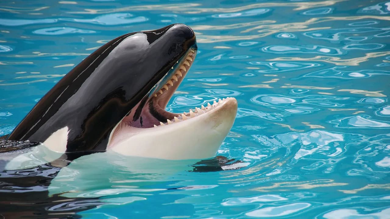 Orcas Prove Their Outstanding Cognitive Abilities Once More, Trying To Imitate Simple Human Words