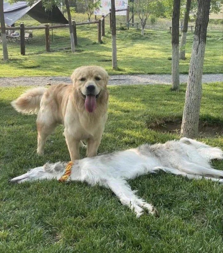 Borzoi is lying completely flat and stretched out on the grass