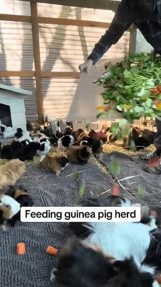 Charcuterie board for guinea pigs