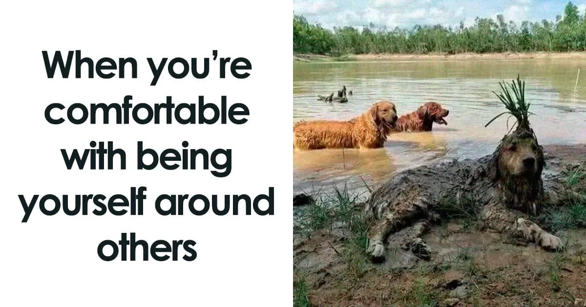 74 Quirky Animal Memes To Turn The Day Around