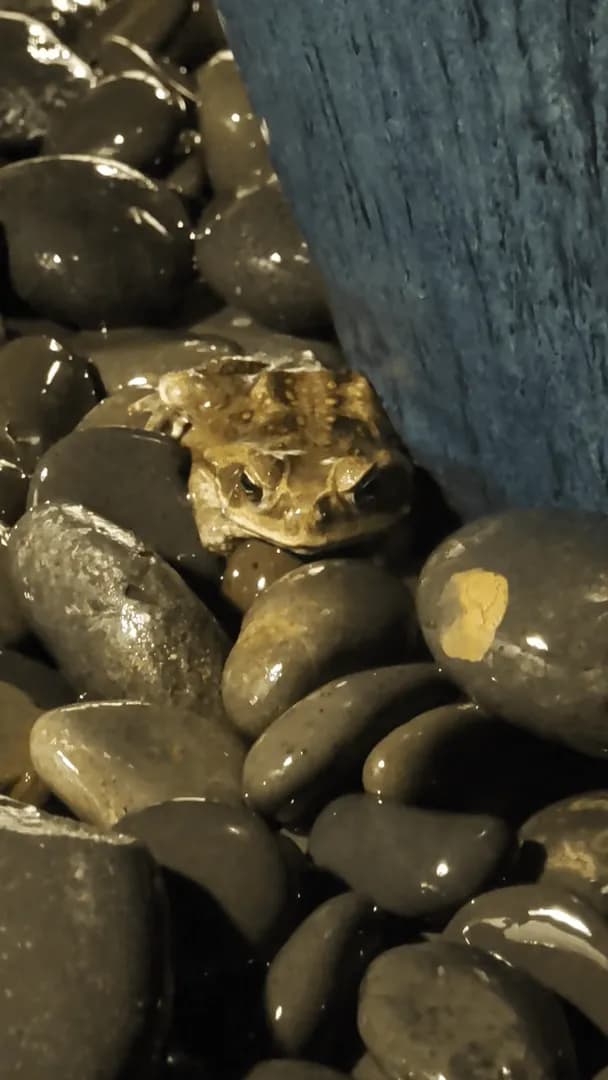 Just a frog relaxing in a fountain