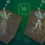 Agentic AI accelerates search for crops that can harvest critical minerals