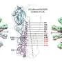 Single amino acid swap expands nanoparticle vaccine approach to influenza viruses