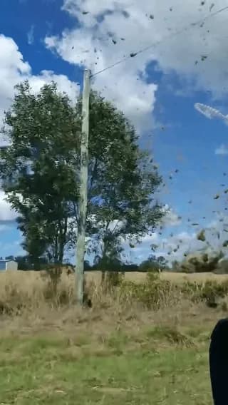Grass caught in a whirlwind aka Dust Devil.