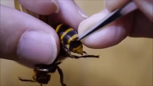 Parasite being removed from wasp