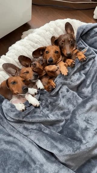 Five dachshunds in maximum cuddle mode