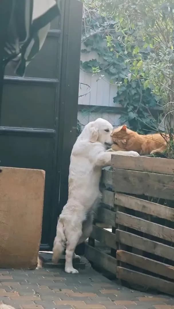 Just a golden doing golden things