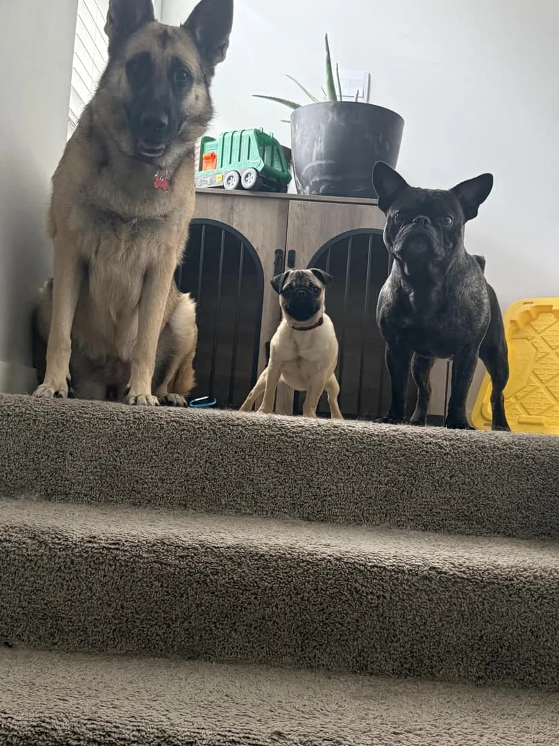 Nibdogs