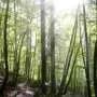 Trees use a 'muscle' to correct their posture—a newly discovered role for tension wood