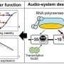 New model explains how bacterial promoter elements set gene activity and regulation