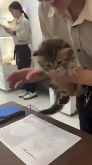 In Japan you need a cat's signature when you adopt it from a shelter