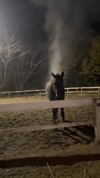 A horse cooling down after exercise, its warm body moisture turning into steam in the cold night air.