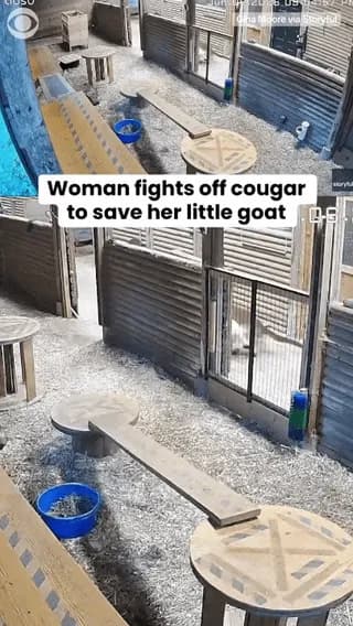 a woman jumped in to save her little goat after cougar grabbed it by the neck