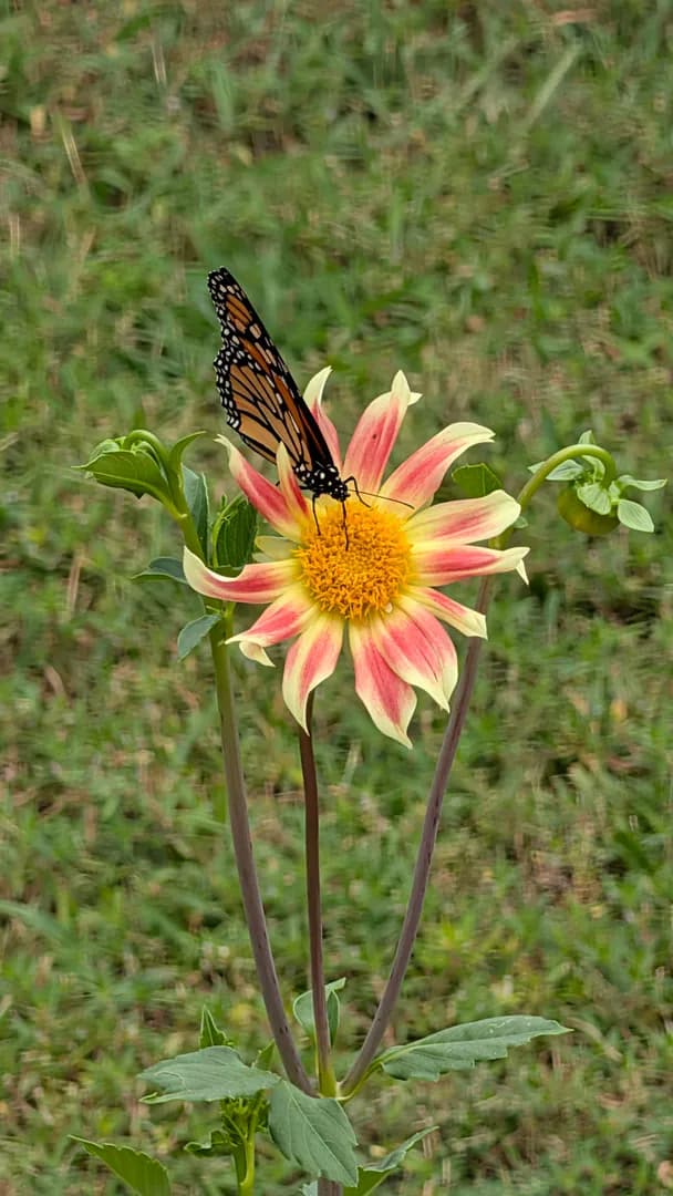 Seeing Monarchs in my yard for the first time since moving in...