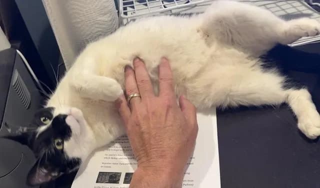 His cat was mistakenly tossed with an old couch, so this WTOP reporter tracked him down