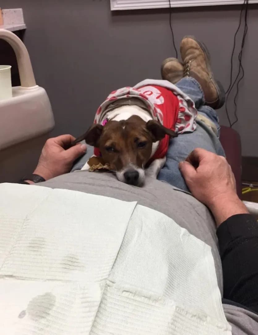 Many years ago, my dentist would bring his dog in to help people with dental anxiety.