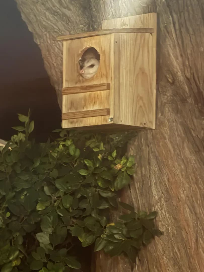 So happy finally my squirrel house has a squirrel . I will not hear otherwise .