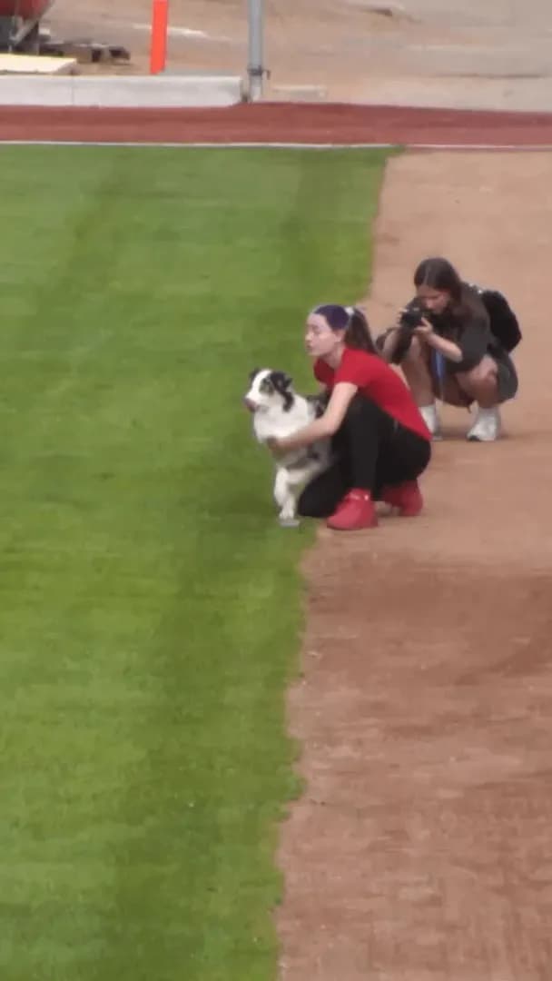 Australian shepherd runs across the backs of 56 people in 16 seconds to set a world record