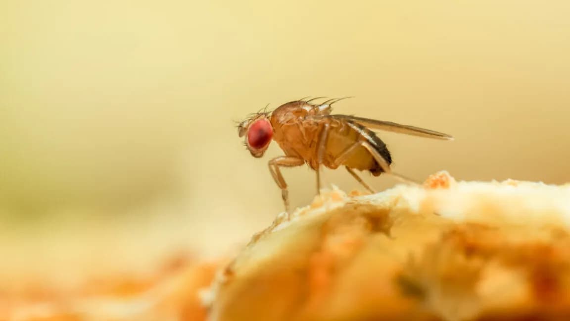 Just like a fruit fly, a new algorithm never forgets old scents