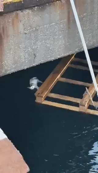 People find a clever way to rescue a trapped kitten