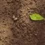 Microbes—dead or alive—can be early indicators of soil health under regenerative farming