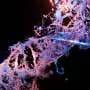 Predictive tools can confuse rare mutations with dangerous ones