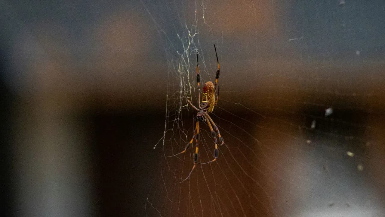 Tennis Ball-Sized Spiders Are About To Invade UK Homes And Here Is How To Keep Them Out