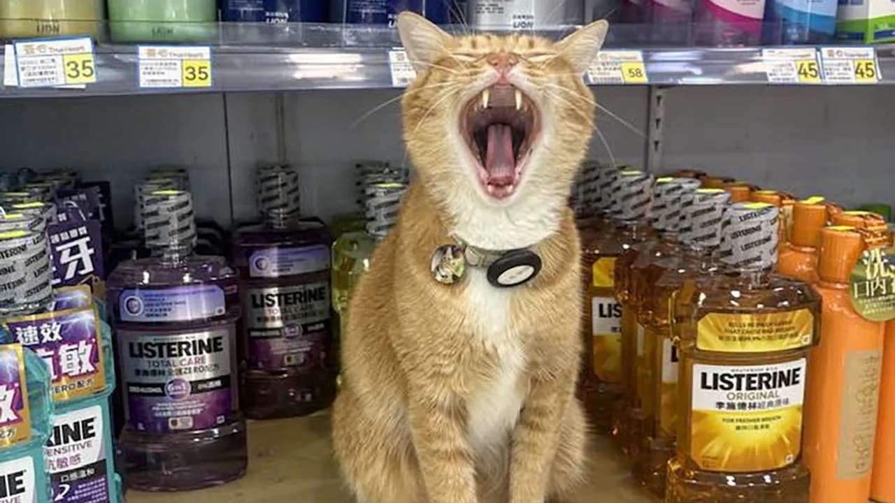 44 Hilarious Cats At Work Who Took Their Careers Very Seriously, As Shared By This Page