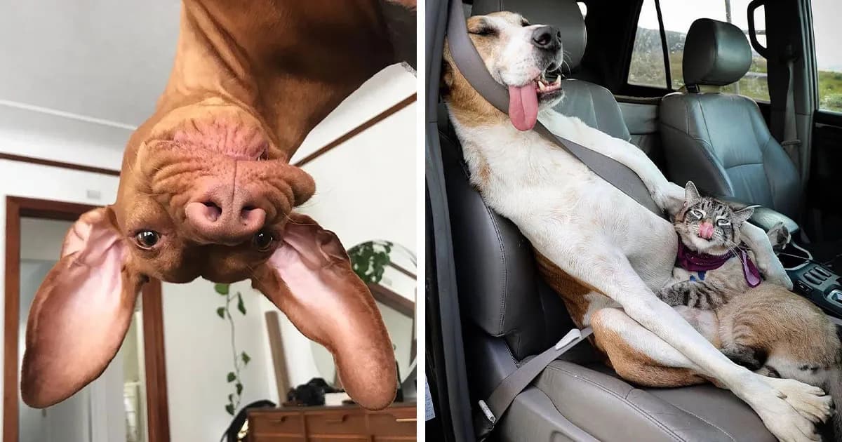 58 Derpy Dog Photos Shared By This Page That Prove Even The Cutest Pups Have Bad Angles